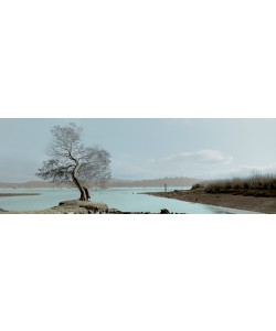 Alan Blaustein, Lagoon Oak Tree