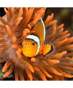 Aleksey Stemmer, clownfish in marine aquarium