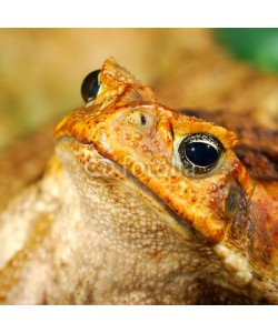 Aleksey Stemmer, large tropical toad close-up