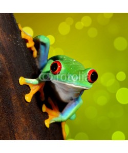 Aleksey Stemmer, red-eye frog  Agalychnis callidryas in terrarium