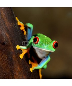 Aleksey Stemmer, red-eye frog  Agalychnis callidryas in terrarium