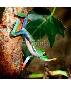 Aleksey Stemmer, red-eye tree frog  Agalychnis callidryas in terrarium