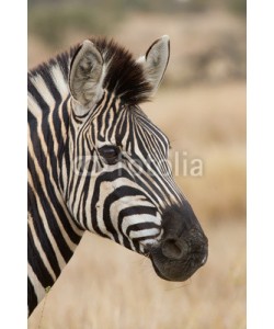 Alta Oosthuizen, Zebra portrait in nature lovely detail soft light