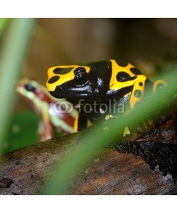 Aleksey Stemmer, Colorful frog in terrarium