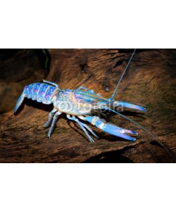 Aleksey Stemmer, colourful australian blue crayfish - cherax quadricarinatus