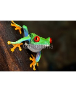 Aleksey Stemmer, red-eye frog  Agalychnis callidryas in terrarium