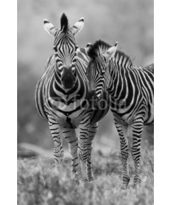 Alta Oosthuizen, Zebra mare and foal standing close together in bush for safety a