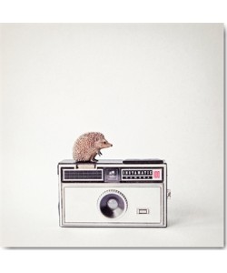 Susannah Tucker Photography, Hedgehog & Vintage Camera