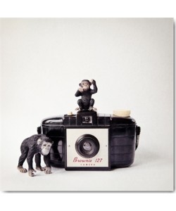 Susannah Tucker Photography, Monkey & Vintage Camera