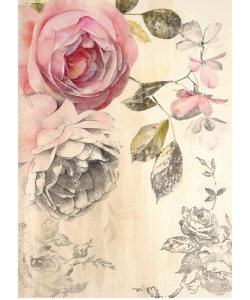 Stefania Ferri, Ethereal Roses 2