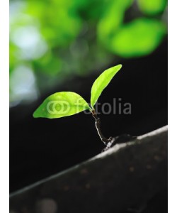 amenic181, Young leaves growing from bud. nature background