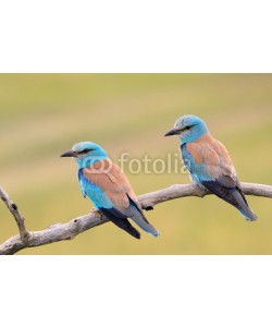 andreanita, A pair of Eurasian Rollers sitting together on a branch