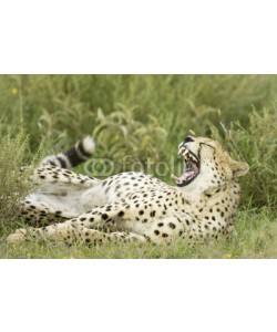 andreanita, Cheetah portrait lying in grass.