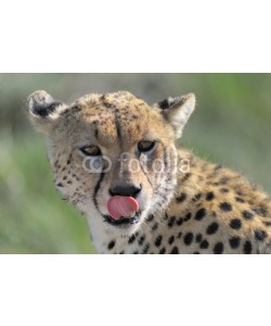 andreanita, Cheetah portrait