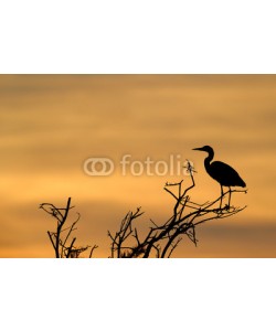 andreanita, Grey Heron in treetop with sunset.