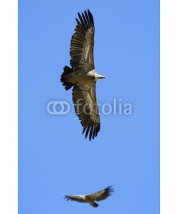 andreanita, Griffon Vulture flying against sky and one in background