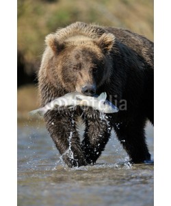 andreanita, Grizzly Bear catching a salmon.