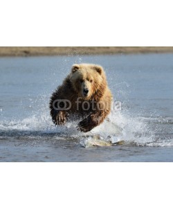 andreanita, Grizzly Bear jumping at fish