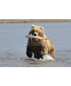 andreanita, Grizzly Bear with caught salmon