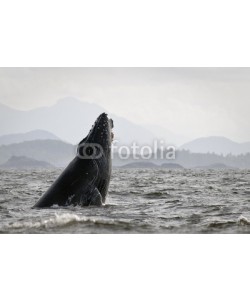 andreanita, Humback whale (Megaptera novaeangliae) breaching.