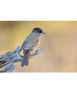 andreanita, Jay sitting on a branch.