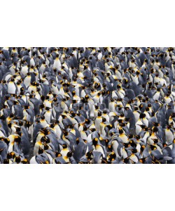 andreanita, King penguin colony.