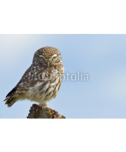 andreanita, Little owl on a old tree.