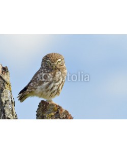 andreanita, Little owl on a old tree.