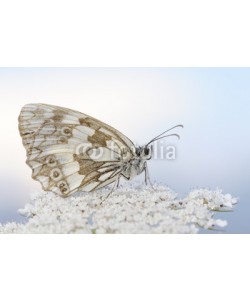 andreanita, Marbled white butterfly close up.