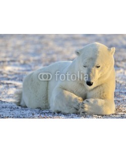 andreanita, Polar bear lying at tundra.