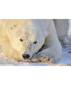 andreanita, Polar bear portrait.