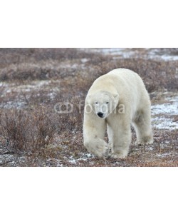 andreanita, Polar bear walking on tundra during blizzard.