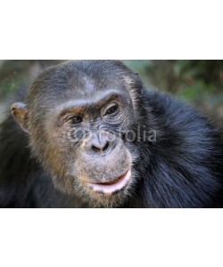 andreanita, Portait of a Chimpansee
