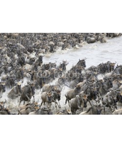 andreanita, Wildebeest crossing the Mara river