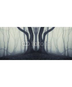 andreiuc88, big trees in a mysterious forest with fog after rain