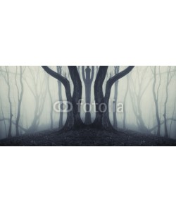 andreiuc88, big trees in a mysterious forest with fog after rain
