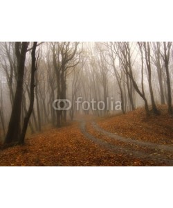 andreiuc88, fog in a colorful forest in autumn