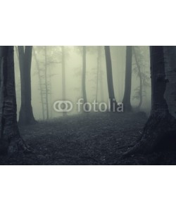 andreiuc88, Fog in dark forest