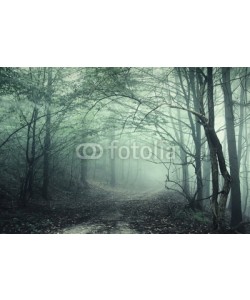 andreiuc88, Fog in the forest