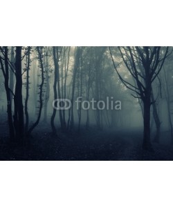 andreiuc88, forest landscape with fog