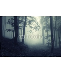 andreiuc88, Forest