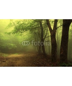 andreiuc88, Green forest with fog