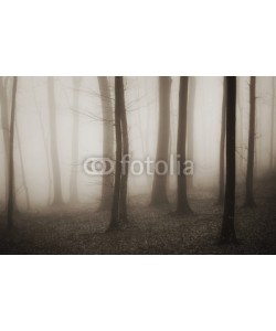 andreiuc88, mysterious forest with fog in sepia and dark trees