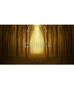 andreiuc88, path through a golden forest at sunrise