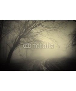 andreiuc88, road through a dark forest