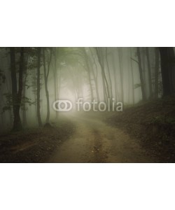 andreiuc88, road through a forest with fog in summer
