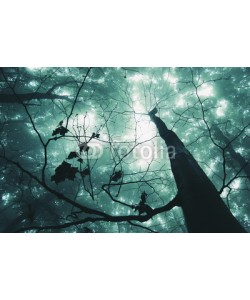 andreiuc88, tree in a magical forest with green fog