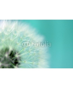 Andreja Donko, Dandelion