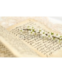 Andreja Donko, Spring Diary