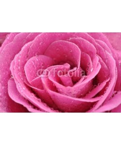 Andreja Donko, Wet Pink Rose